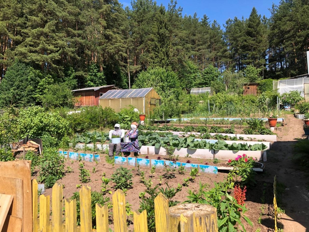 Огород, дача, лето Артем Дубенчук