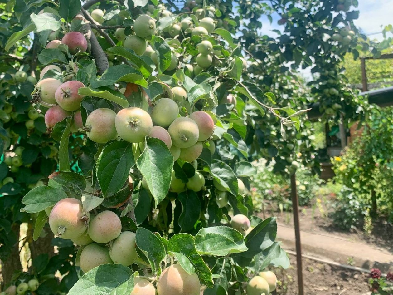 300 гр. на 6 л. — и гнилых яблок не будет: вот чем нужно опрыскать яблони ранней весной ИА Stavropol.Media
