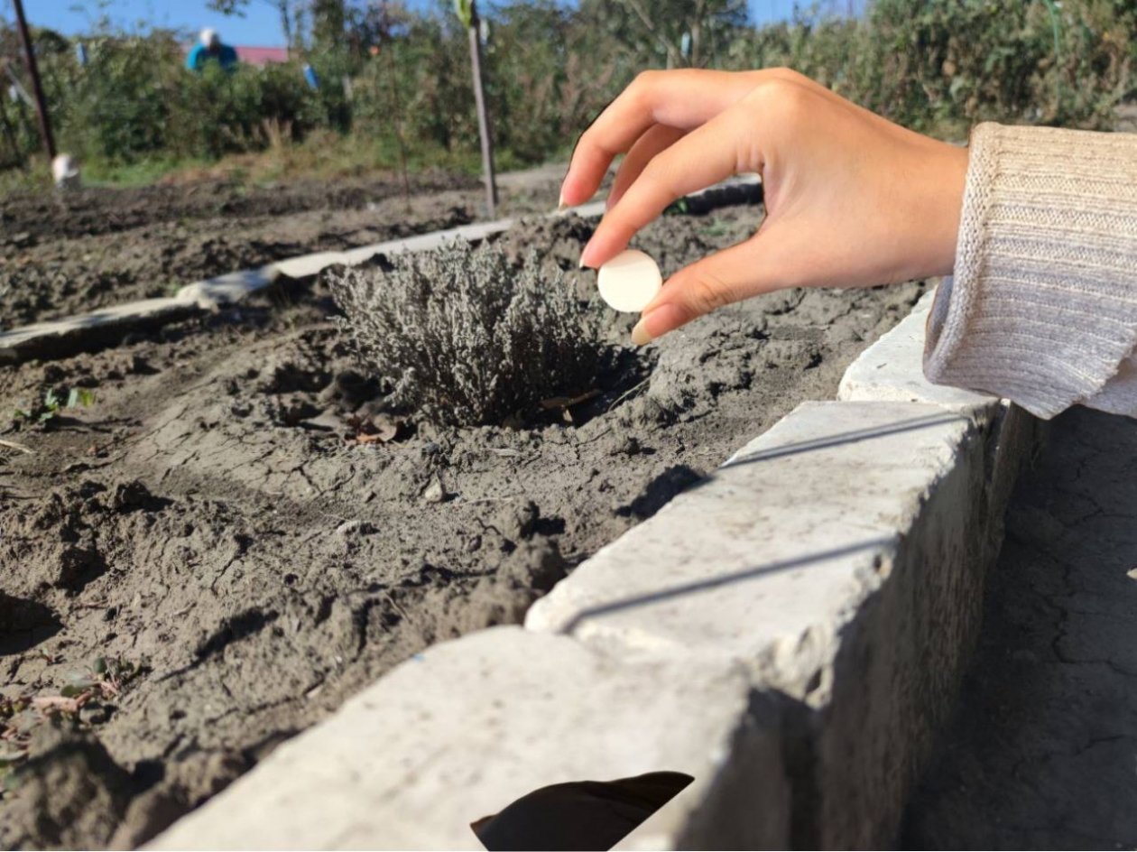 Бросаем 1/2 таблетки в лунку – томаты крупные и мясистыми: по 8 кг с куста ИА Stavropol.Media