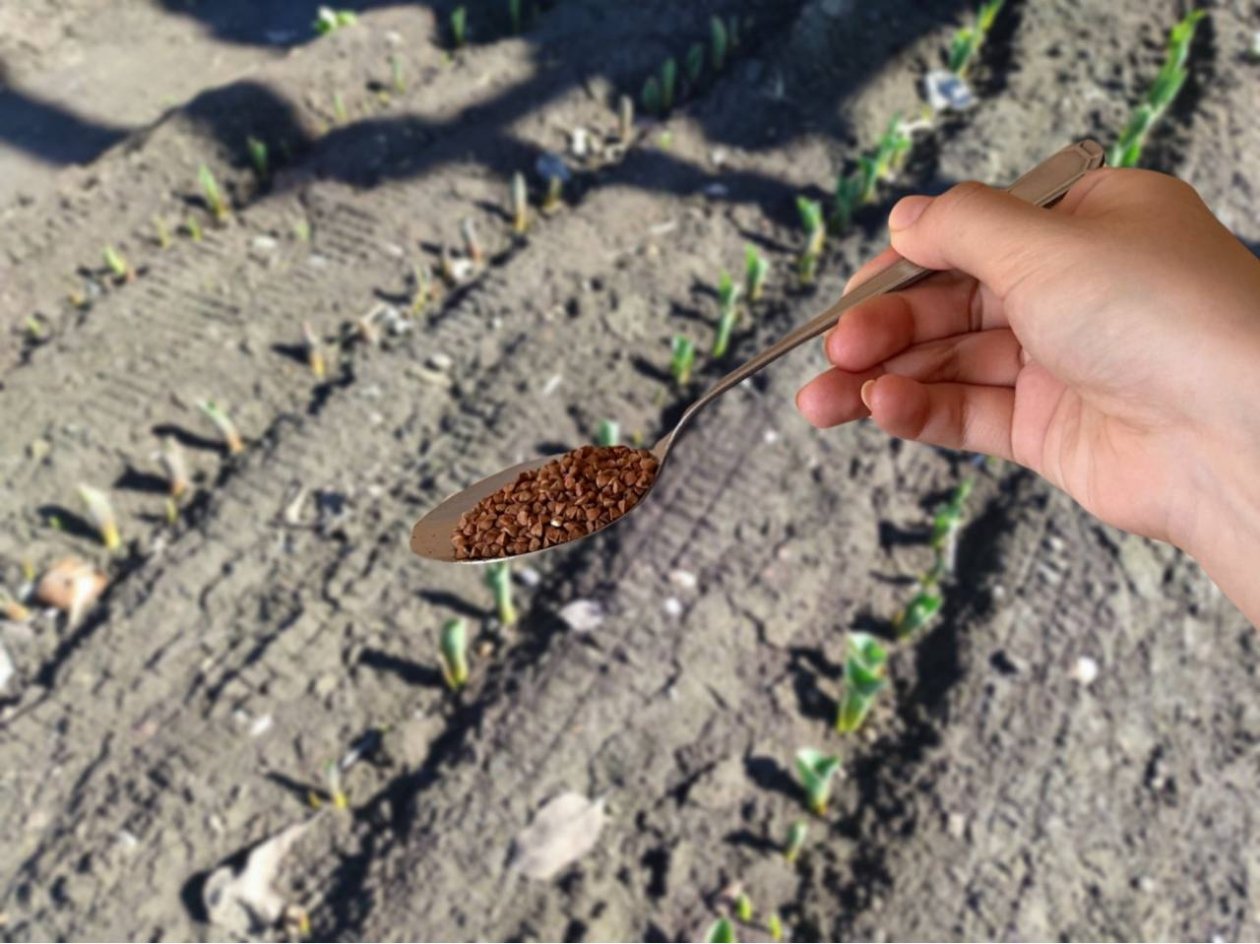 2 ложки на грядки после 10 марта - урожай прет как на дрожжах, а почва нежная словно шелк ИА Stavropol.Media