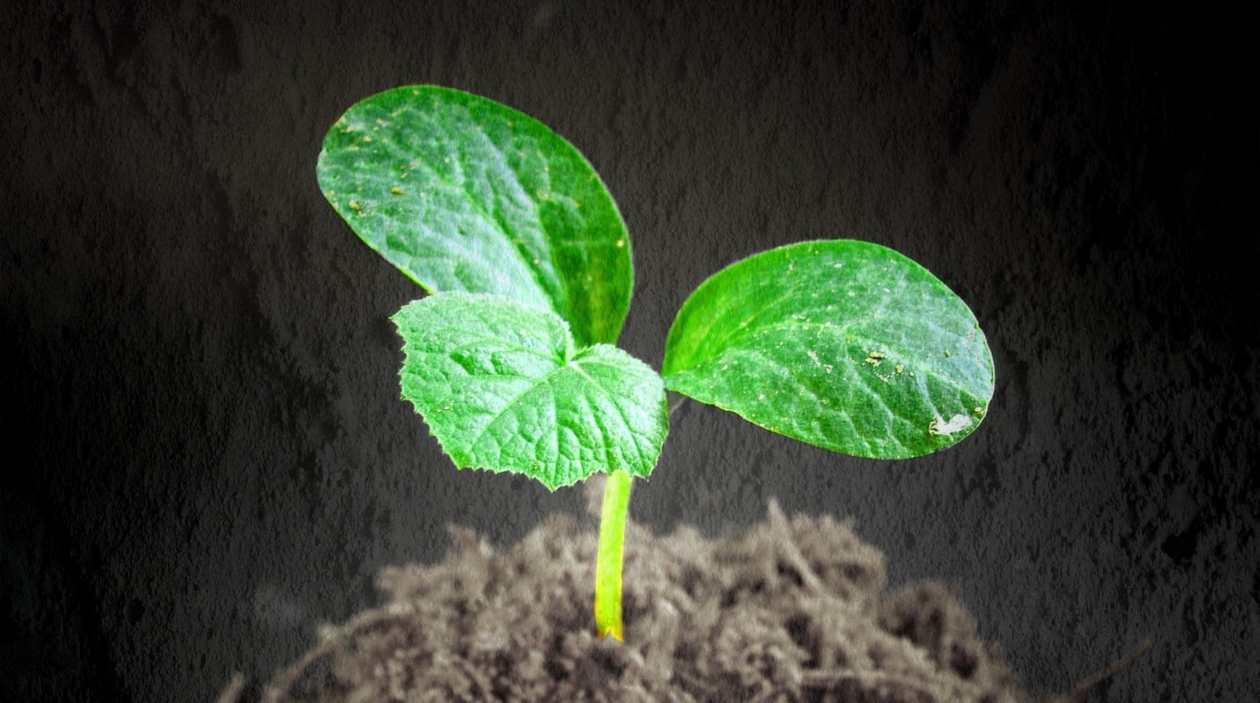 Тематическое фото pxhere.com