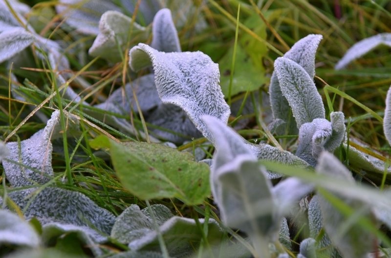 Четыре дня будут длиться заморозки в Ростовской области Антон Балашов