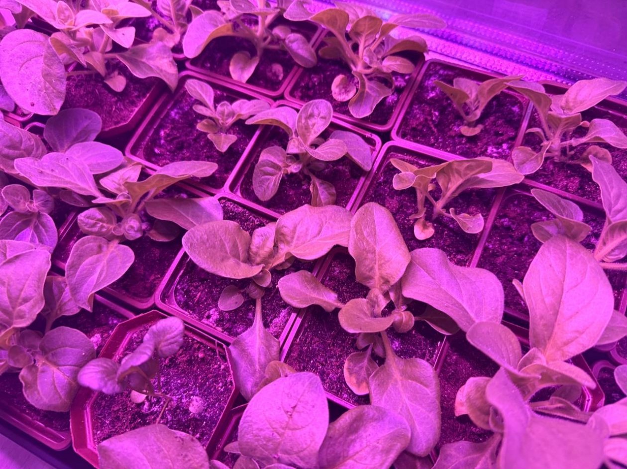 Рассада под фитолампой ИА UssurMedia