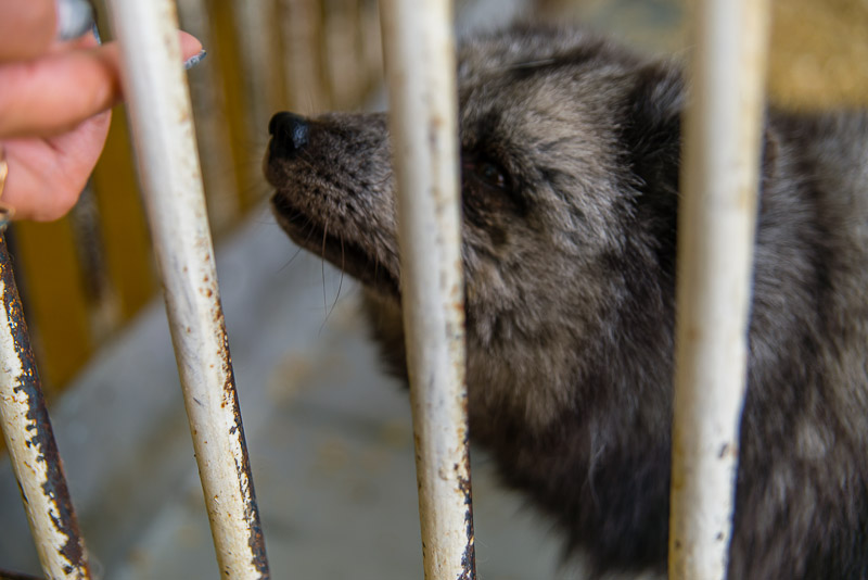 Песец из живого уголка центра, Фото с места события собственное