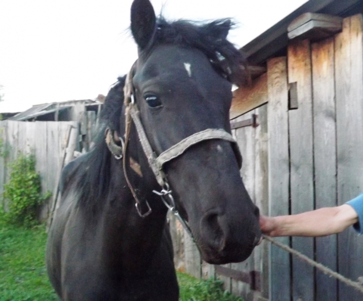 Продажа лошадей иркутский. Лошади в Иркутской области. Лошадь села. Дикая лошадь Иркутск. Эта лошадь.