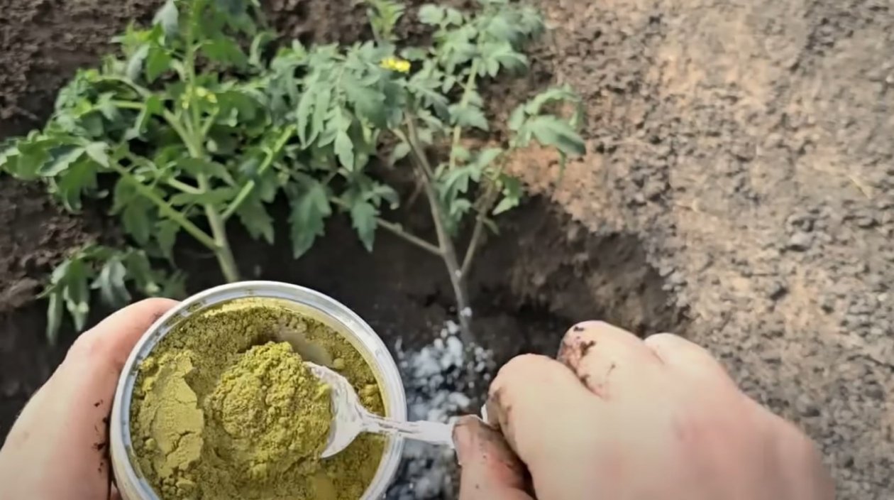 Сыпем 2 ложки в лунку - перцы сладкие и не болеют: с каждого куста по 20 кг скриншот видео с youtube-канала &quotСадоводство от Елены&quot (12+)