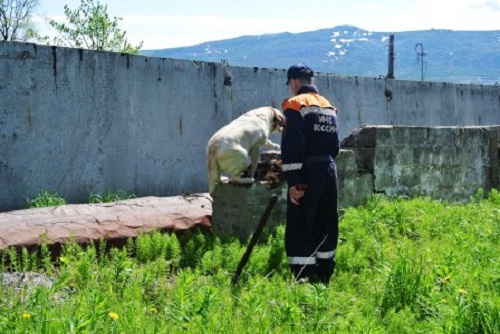 Константин Горшков и Егоза, Фото с места события из других источников