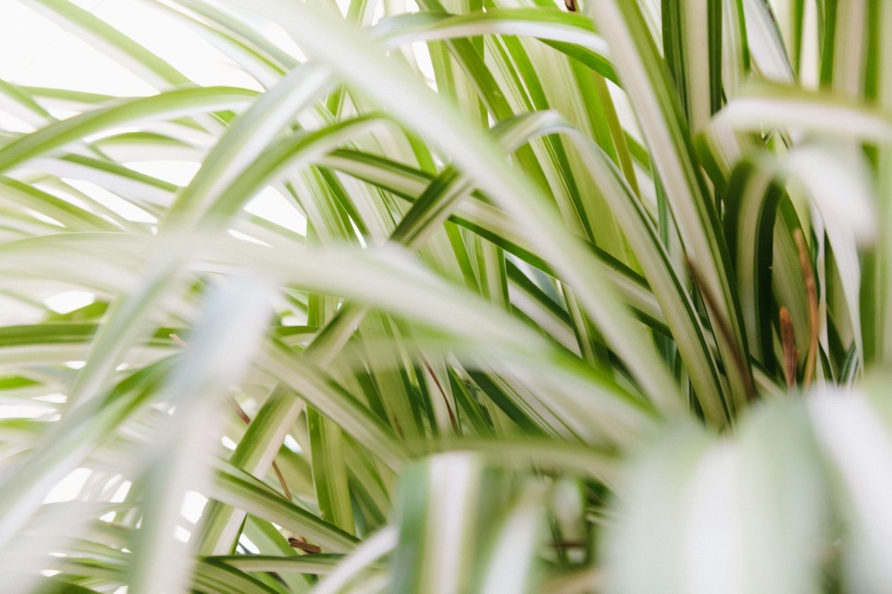 Хлорофитум unsplash.com