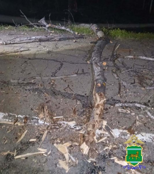Врезался в упавшее на дорогу дерево водитель легковушки на трассе в ЕАО 