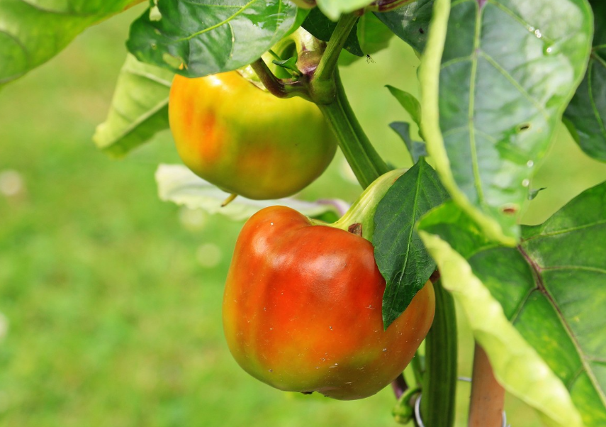 Тематическое фото pxhere.com (18+)