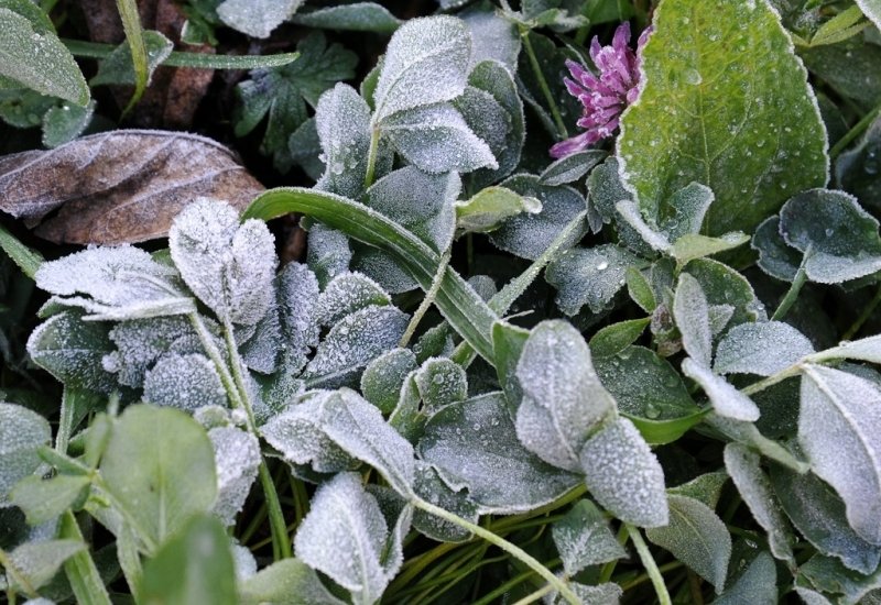 Заморозки до - 2 градусов ожидаются в Ростовской области Юрий Гуршал