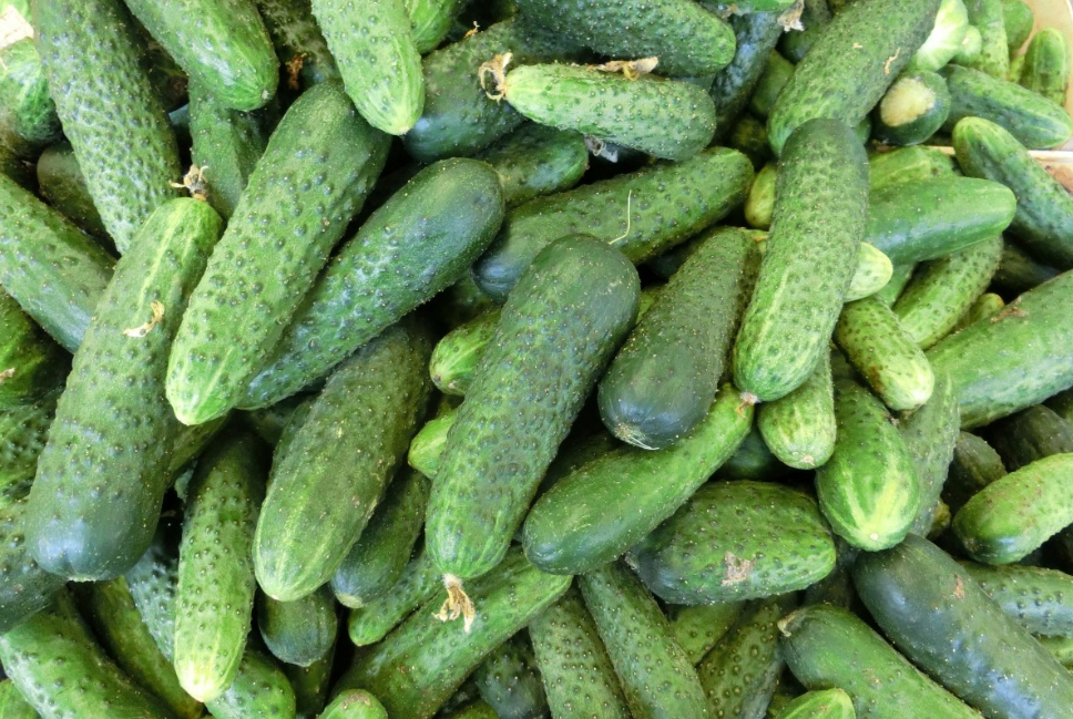 Тематическое фото pxhere.com (18+).