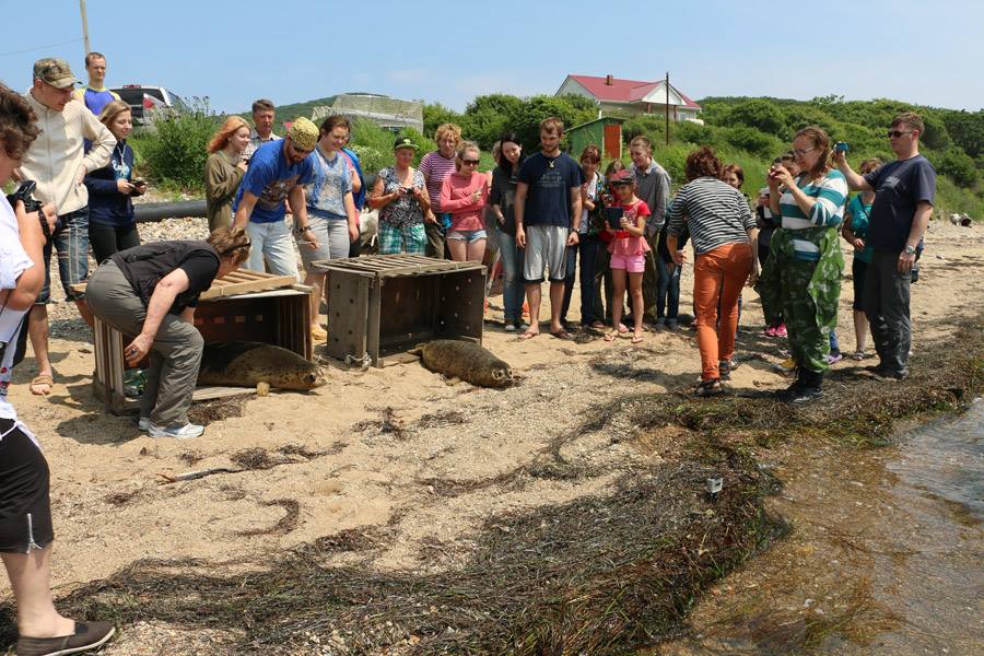 В этот раз приморским специалистам помогали ветеринары из Нидерландов, Фото с места события из других источников