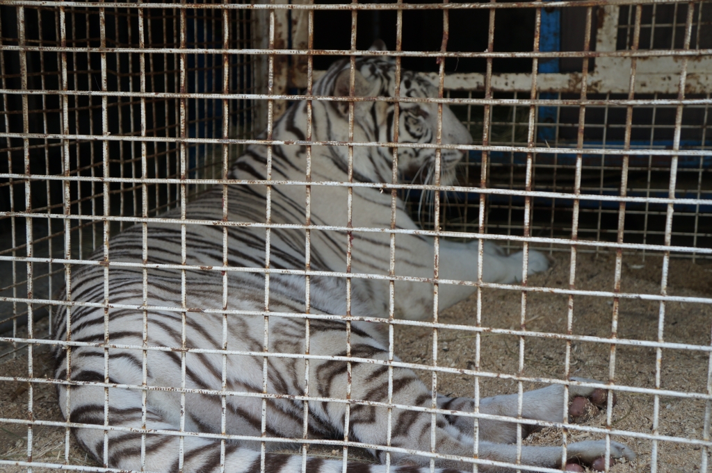 Тигр в клетке, Фото с места события собственное