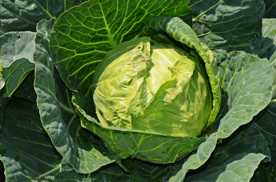 Тематическое фото pxhere.com (18+).