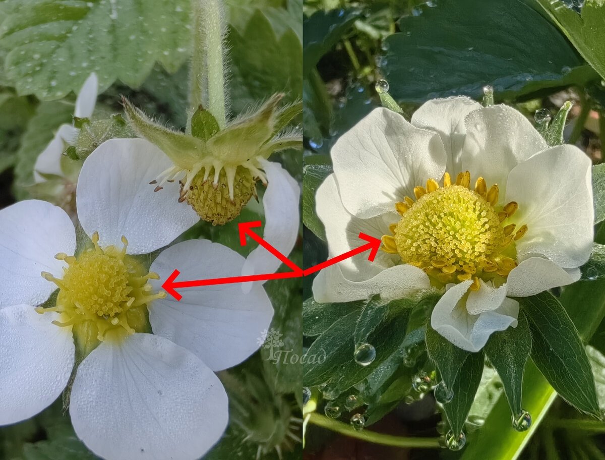 Тематическое фото Автор канала &quotПосад&quot