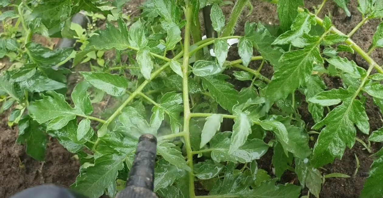 После 5 июня томатам - срочно: 1 гр. в воду и опрыскиваем - фитофторы не будет до осени скриншот видео с youtube-канала &quot КРАСИВЫЙ САД и ОГОРОД&quot (12+)