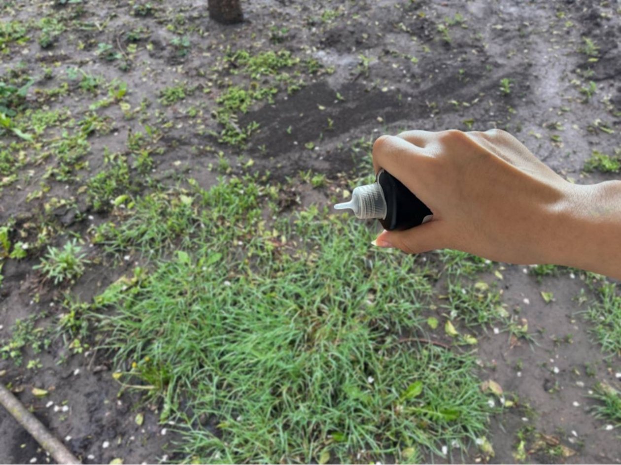 Трава сдалась без боя: 1 жидкость подчистую убрала сорняки с участка: мощнее уксуса и соли ИА Stavropol.Media