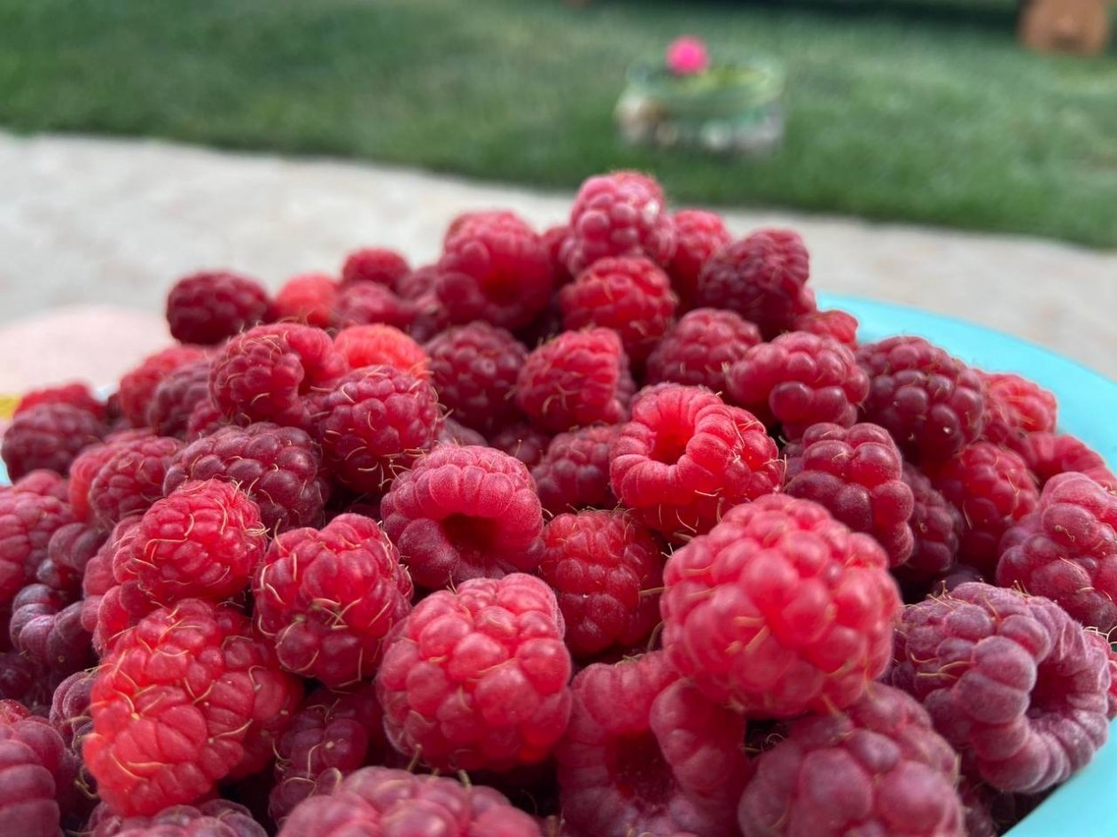 Малина ИА StolicaMedia