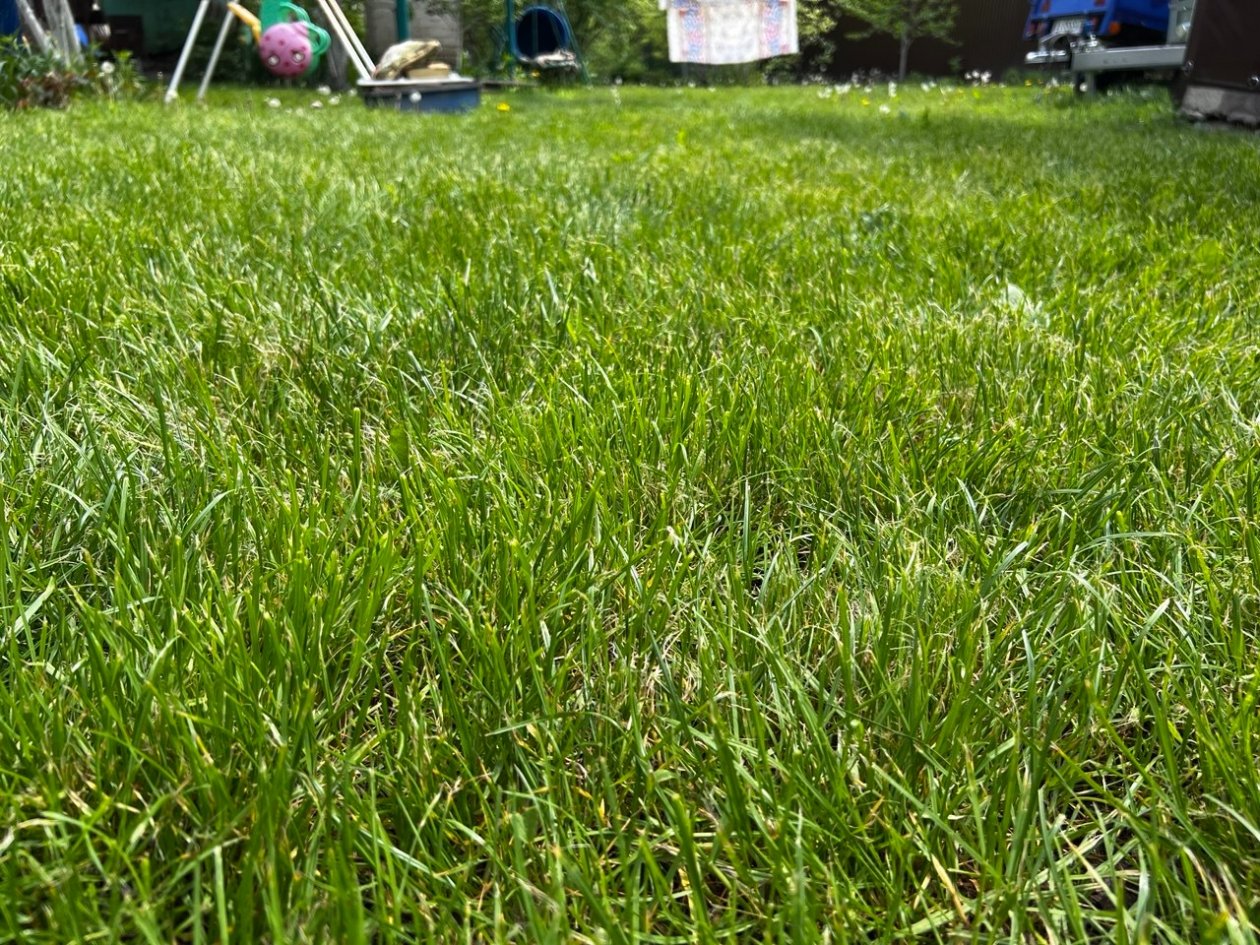 1-2 сантиметра мульчи на газон и трава будет зеленой до конца сезона ИА SochiMedia