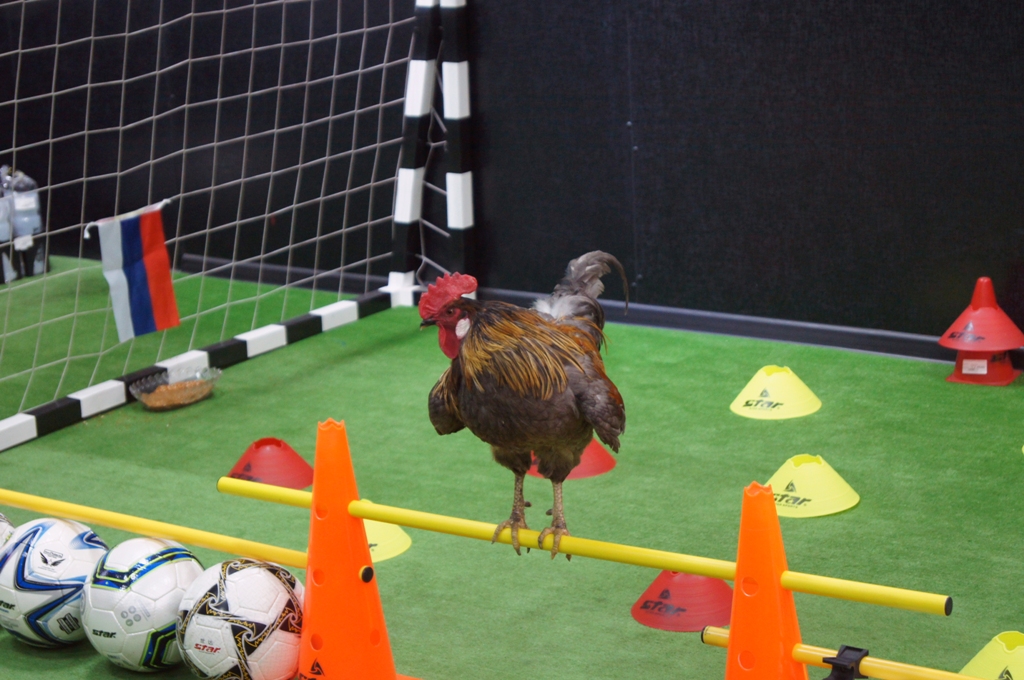 Петух-оракул Мессинг Владислав Костин, РИА IrkutskMedia