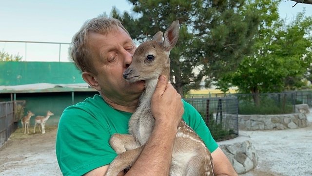 Напавшего на Олега Зубкова в Крыму льва не усыпят — Эдгард Запашный