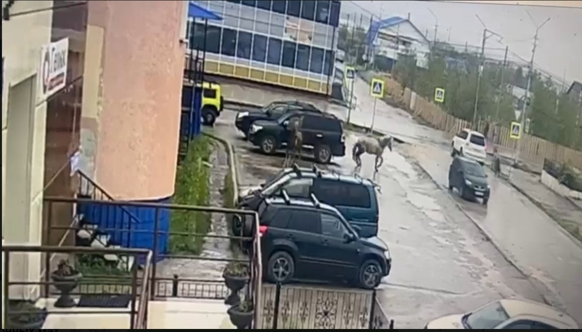 Лошадь повредила внедорожник в Якутии — событие попало на камеры