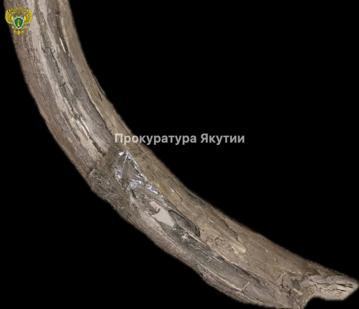 В Якутии изъяли незаконно добытые бивни мамонта