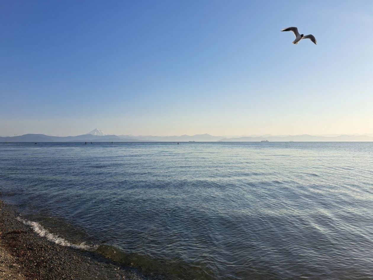 Авачинская бухта Елена Поддубная, ИА KamchatkaMedia