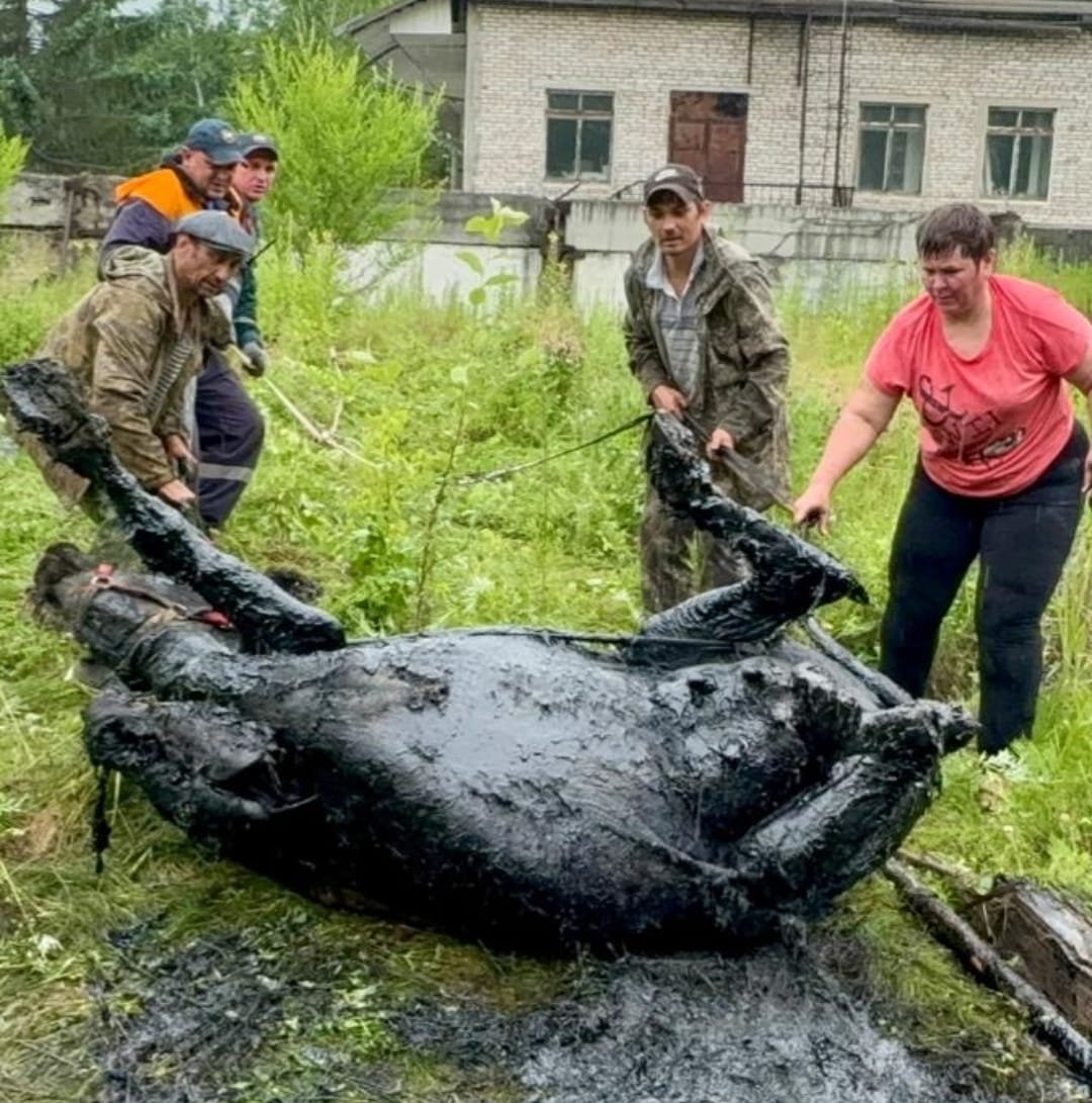 Пеструшку спасали 4 часа: угодила в битумную яму и чуть не погибла корова в Биробиджане