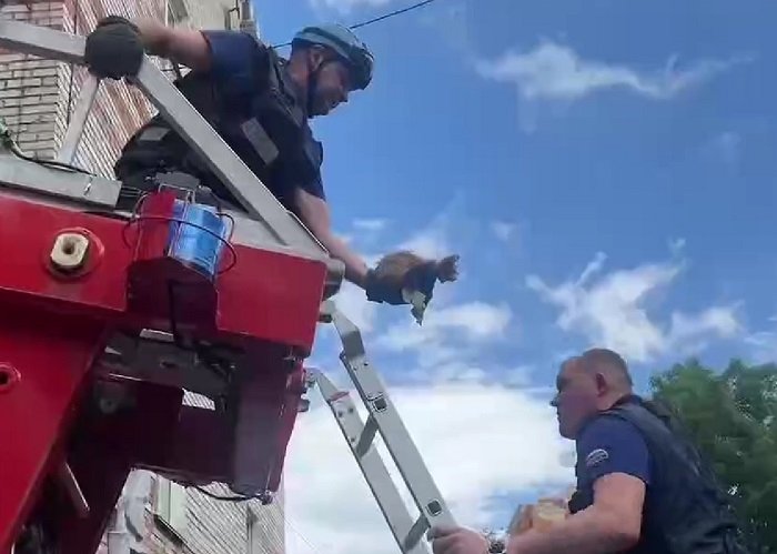 Кровожадные сороки чуть не заклевали котенка в Биробиджане (ВИДЕО)