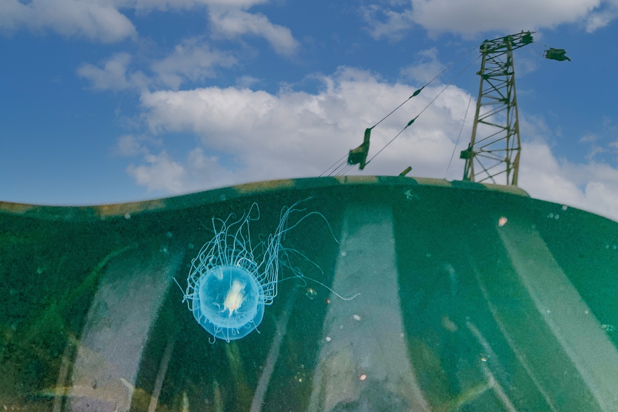 медуза, море, лето Мария Смитюк, ИА PrimaMedia