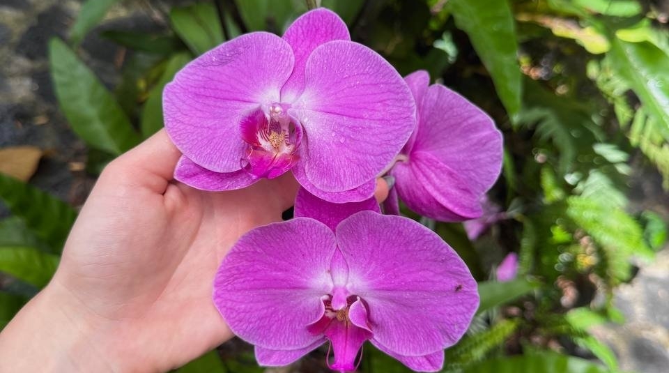 2 капли на листки - и орхидея взорвется от сочных бутонов: бурное цветение на весь год ИА SevastopolMedia
