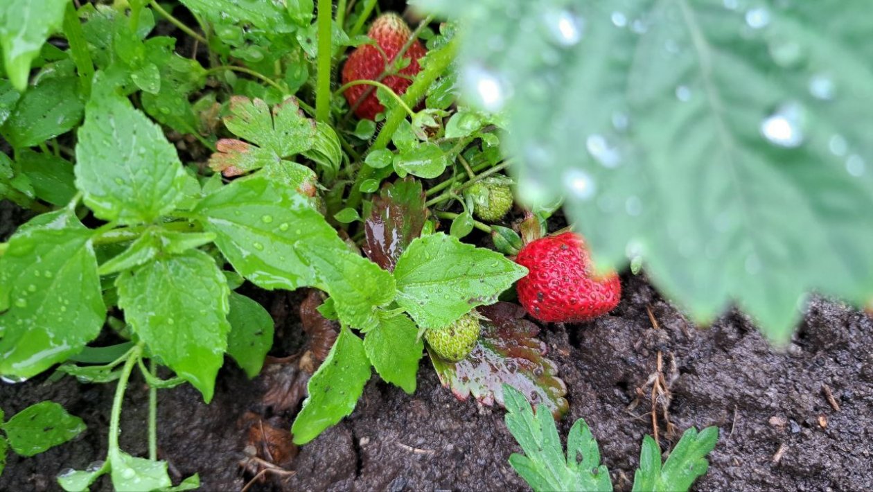 Клубника PrimaDonna.media