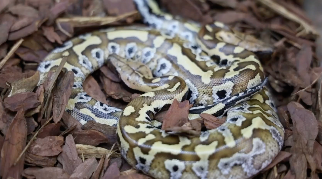 В Московском зоопарке - змеиное пополнение: родились два питона кадр из социальных сетей Московского зоопарка