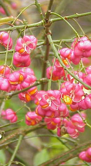 Бересклет сахалинский, Фото с места события из других источников