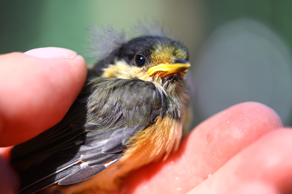 Японская экспедиция на Кунашире., Фото с места события из других источников