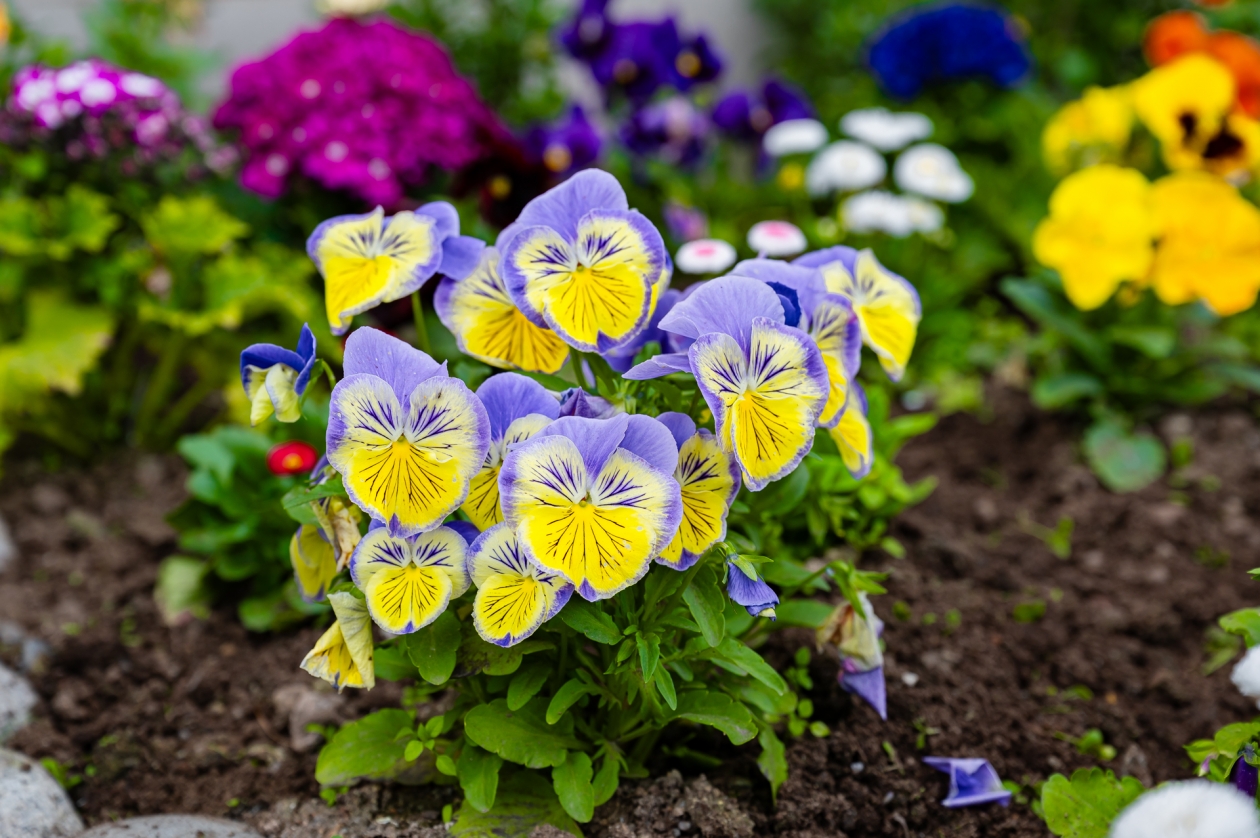 В Магадане продолжается прием заявок на смотр-конкурс цветников, клумб и газонов Источник