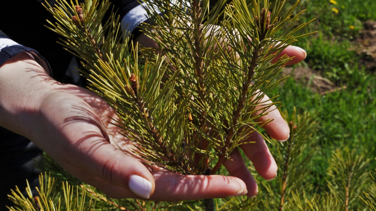 Высадка деревьев Ольга Брютова, ИА UssurMedia