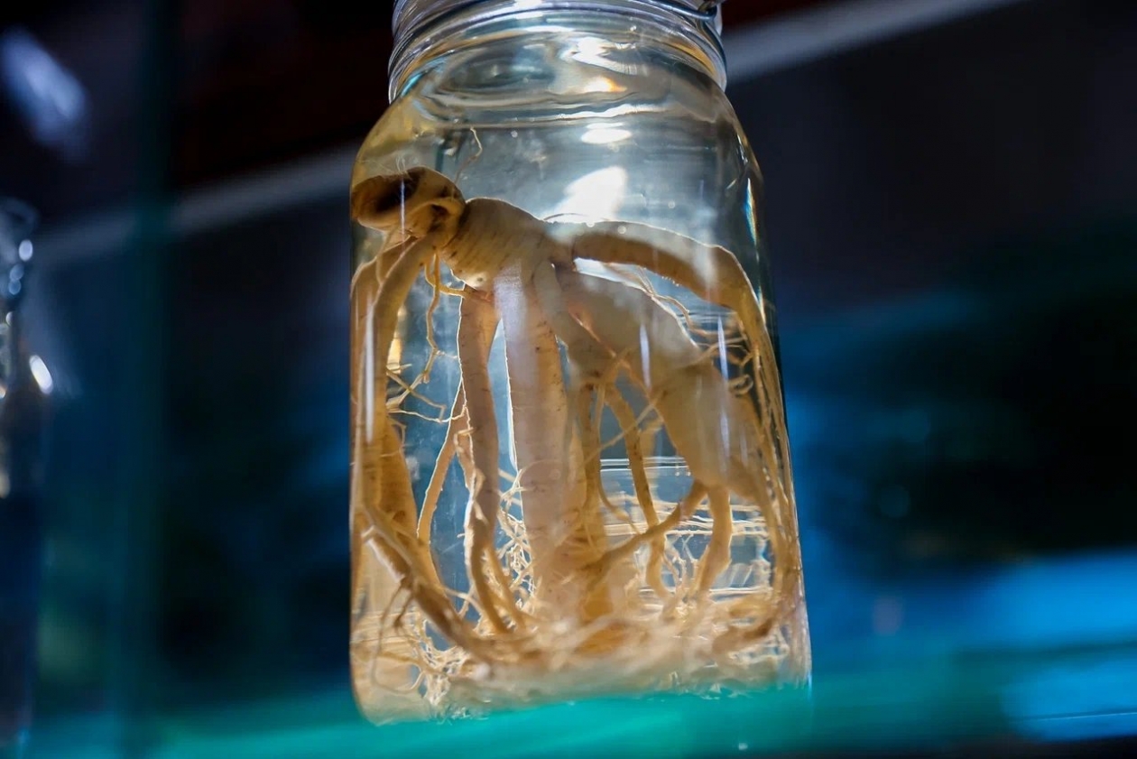 Женьшень Илья Аверьянов, ИА PrimaMedia