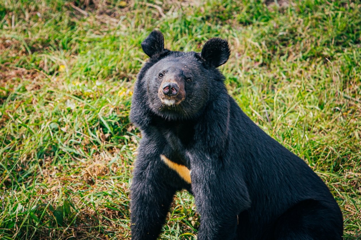 Медведь Мария Смитюк, ИА PrimaMedia