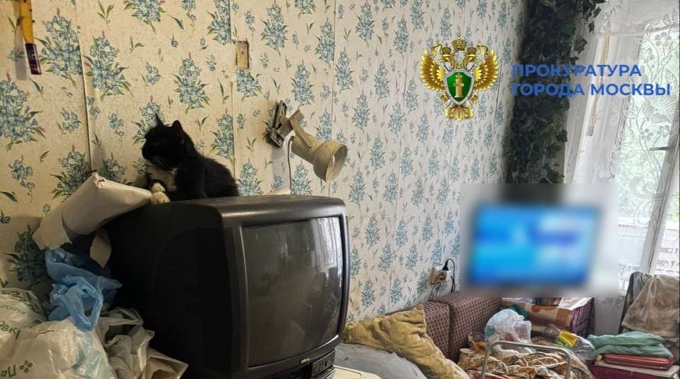 Прокуратура пообещала спасти кошек, проживающих в антисанитарии в квартире в Москве Пресс-служба прокуратуры Москвы