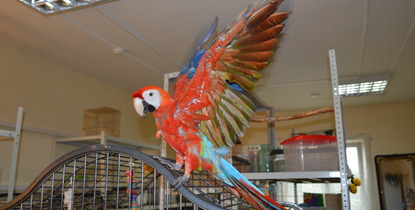 Попугай ара, Фото с места события из других источников