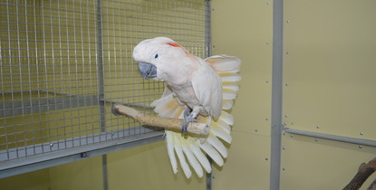 Молуккский какаду, Фото с места события из других источников