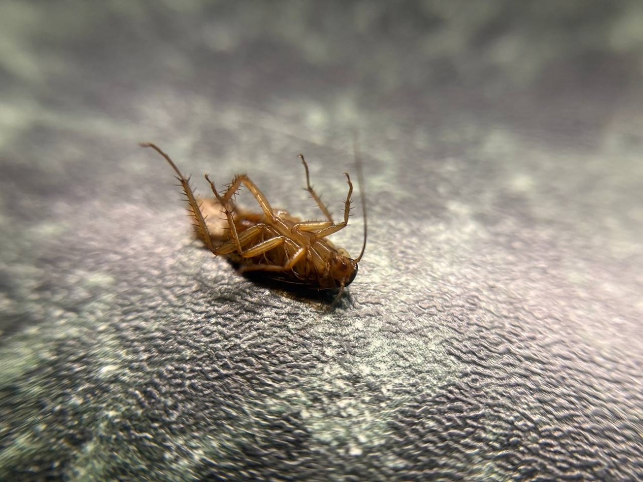 Тараканы летят, как на гонке -  дедовский способ родом из СССР: исчезнут за 2 дня ИА SevastopolMedia