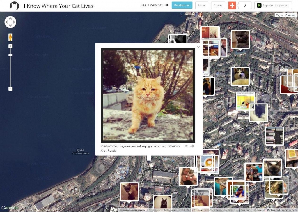 "Кошачья карта" Приморья появилась в интернете  Сайт iknowwhereyourcatlives.com
