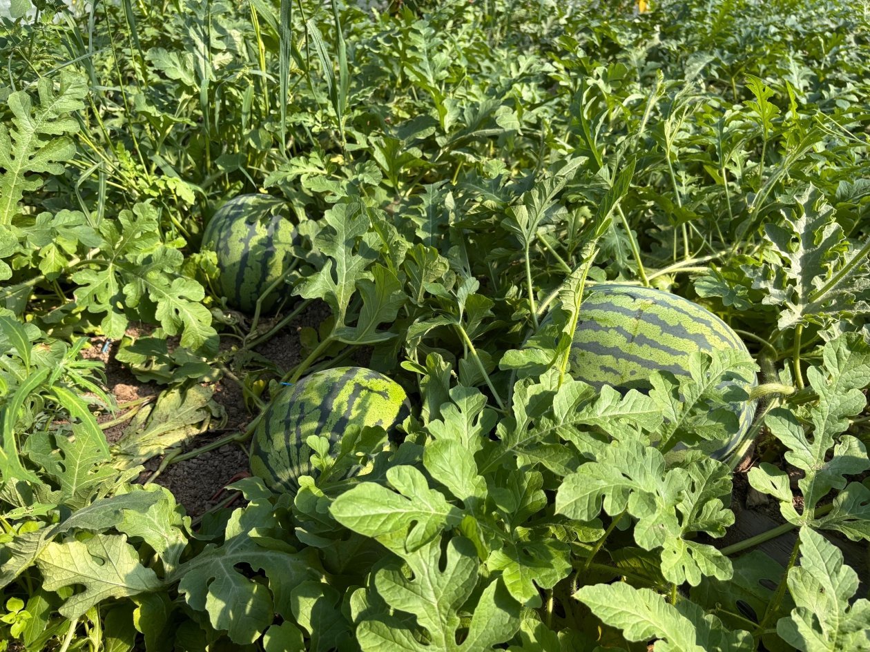 На Сахалине фермеры стали выращивать арбузы благодаря господдержке пресс-служба министерства экономического развития Сахалинской области