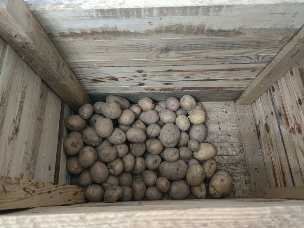 Положите эти 2 листочка в ящик: свежая картошка сохранится в погребе до весны и нет запаха ИА SochiMedia