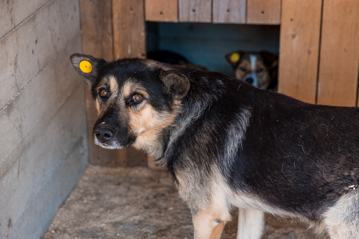 Собака, бездомные животные, приют, чипирование Илья Аверьянов, ИА PrimaMedia