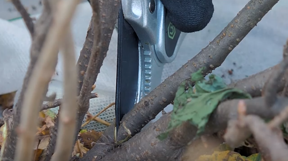 скрин из видео на Rutube канала Антонов Сад